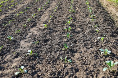 Bir tarlaya yeni ekilmiş taze lahana fideleri daha yeni büyümeye başladı. Bu fotoğraf çiftçiliğin ilk aşamasını gösteriyor. Bu da gelecekte verimli bir hasat vaat ediyor..
