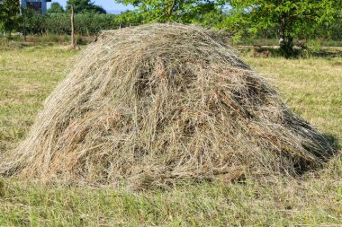 Yeni hasat edilmiş, kuru bir hayrick yeşil bir çayırda oturuyor. Bu fotoğraf çiftlik hayvanlarını ve kırsal yaşamı beslemek için geleneksel bir hazırlık yöntemi gösteriyor..