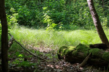 Yoğun bir ormandaki yol, güneşli bir açıklığa açılıyor. Yosun kaplı ağaç gizem ve sükunet ortamı yaratır..