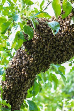 Büyük bir bal arısı sürüsü meyve bahçesindeki bir elma ağacına tutunur. Yüzbinlerce böcek yeni bir yuva bulmak için hazırlanıyor. Bu doğanın bir mucizesi..