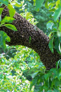 Binlerce arı sürüsü bir meyve dalına sıkıca tutunuyor. Böceklerin bu müşterek davranışı doğanın gücünü gösterir..