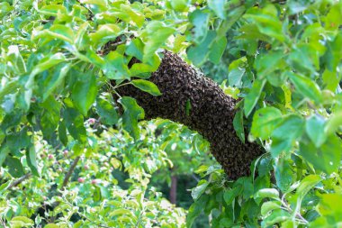 Kocaman bir arı sürüsü kalın bir elma dalına tutunarak yoğun ve canlı bir şekil oluşturuyor. Taze yeşil yapraklarla çevrilidir ve bu da onların koyu, vızıldayan kümelerine karşı bir kontrasttır..