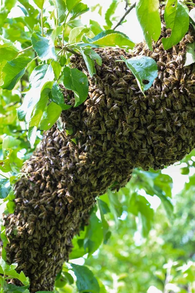 Büyük bir bal arısı sürüsü meyve bahçesindeki bir elma ağacına tutunur. Yüzbinlerce böcek yeni bir yuva bulmak için hazırlanıyor. Bu doğanın bir mucizesi..