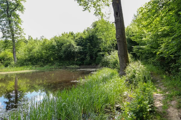 Gizli bir orman yolu yemyeşil sularla çevrili sessiz bir gölete götürür. Bu pitoresk nokta rahatlamak ve doğayı düşünmek için mükemmel..