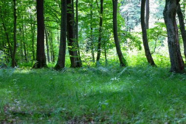Güneş ışınlarının sık ağaçların arasından geçerek bir açıklığı aydınlattığı derin bir orman manzarası. Uzun yeşil çimenler ve eğrelti otları insanı yürümeye ve huzurun tadını çıkarmaya davet eden gür bir halı yaratır..