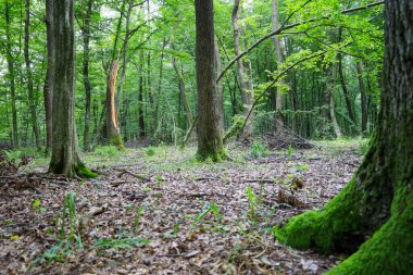 Ormanda bir yürüyüş güçlü ağaçlarla kaplı bir manzara ortaya çıkarır, gövdeleri parlak yeşil yosunlarla kaplıdır, ve zemin düşmüş yaprak ve dallardan oluşan bir katman ile doludur..