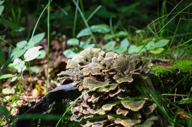 Parlak yeşil bir mantar, yoğun çimen ve yapraklarla çevrili çürüyen eski bir kütüğün üzerinde yetişir. Güneş ışınları çalılıkları delip geçiyor, doku detaylarını aydınlatıyor ve büyülü bir orman atmosferi yaratıyor..