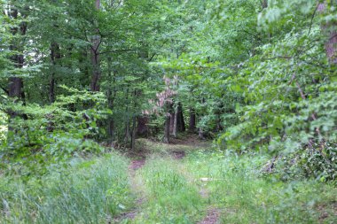 Yoğun çimenler ve düşen yapraklarla kaplı vahşi bir orman yolu yeşil bir ormanın derinliklerine çıkar. Her iki taraftaki ağaçlar doğal bir tünel oluşturarak gezgini bilinmeyene davet eder..