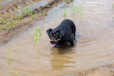 Çamurlu bir su birikintisinin ortasında duran siyah bir köpek sıcak bir günde suyun tadını çıkarıyor. Mutlu yüzü ve gevşek dili bir yaz yürüyüşünün neşesini ve zevkini vurgular..