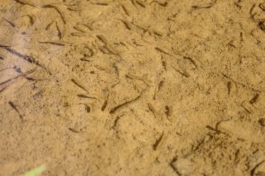 Küçük kızartmalar temiz ve sığ bir nehirde yüzerek kumlu zeminde dinamik bir şablon oluşturuyor. Güneş ışığı suya nüfuz eder, kumların kahverengi tonunu ve balıkların gölgelerini aydınlatır..