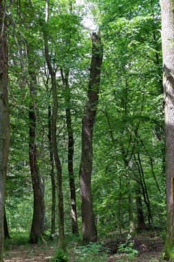 Yoğun bir ormanda uzun gövdeli ağaçlar yeşil bir duvar oluşturur. Bu, doğanın ihtişamını ve zenginliğini gösteren uyumlu bir yaz manzarası..