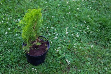 Siyah bir tencerede kozalaklı bir fidan, yeşil bir çimenlikte, ekilmeye hazır bekliyor. Bu çekim yeni bir başlangıcı, çevresel bakımı ve yeşillendirme sürecini simgeliyor..