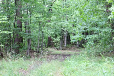 Yumuşak gün ışığında yıkanan, yoğun yeşil bir çalılığın derinliklerinde kaybolan bir orman yolu. Ön planda uzun otlar görülebilir, vahşi doğada huzur ve sükunetin hüküm sürdüğü yerde bir dalma hissi yaratır..