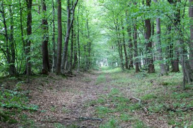 Düşen yapraklar ve toprakla kaplı geniş bir orman yolu sık bir ormanın derinliklerine çıkar. Etrafı yemyeşil taçlarla çevrili. Huzur ve gizem dolu bir atmosfer yaratıyor. Yürüyüşe davet ediyor..