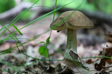 A small edible birch bolete mushroom with a brown cap and a light patterned stem grows on the forest floor. The mushroom is surrounded by fallen leaves and thin green grass, creating the atmosphere of a quiet hunt in the forest.