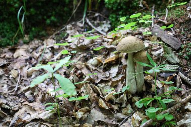 In a forest clearing covered with fallen leaves, two young edible birch bolete mushrooms with brown caps are growing. They are surrounded by green shoots, which emphasizes the harmony and purity of nature.