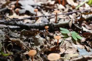 Small wild mushrooms with orange caps grow from the forest floor, covered with dry fallen leaves. Sunlight breaks through the trees, illuminating this picturesque autumn landscape.