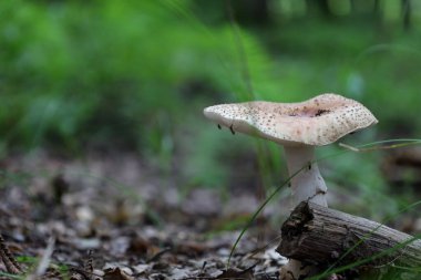 A large wild mushroom with a pale, speckled cap and a white stem grows on the forest floor. Insects are visible on it, and fallen leaves and twigs are scattered around, creating an atmosphere of wild nature.