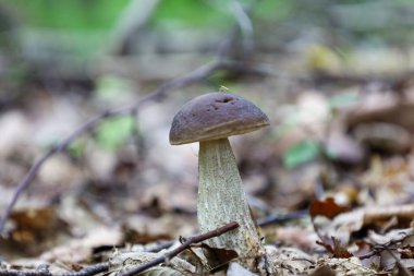 A small edible birch bolete mushroom with a brown cap and a light stem grows on the forest floor. A small insect sits on top of it, surrounded by fallen leaves and twigs.