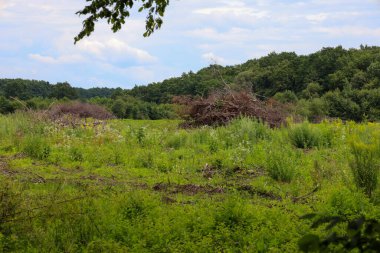 A rural landscape showing the consequences of deforestation. The foreground features a green clearing and shrubs, with large piles of cut branches and trees in the center against a backdrop of a dense forest.