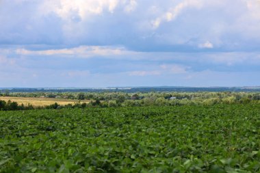 A rural landscape with endless green fields stretching to the horizon. Forests and small houses are visible in the distance, and above them, a magnificent sky with white and gray clouds spreads out.