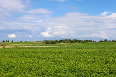 Endless fields stretch to the horizon, creating an idyllic rural landscape. A magnificent blue sky adorned with fluffy white clouds spreads out above them.