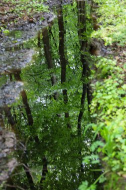 Parlak bir orman, bir orman yolundaki su birikintisine yansıyarak gerçeküstü bir görüntü oluşturur. Ağaçların ve yeşil yaprakların yansıması su yüzeyinde bozulur ve dünyaya yeni bir bakış açısı kazandırır..