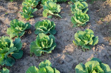 Sıralar dolusu genç, olgunlaşan lahana parlak güneş ışığı altında kurumuş ve çatlamış toprağa ekilir. Her lahana başı zengin yeşil bir renge sahiptir ve toprağın koyu arka planına karşı durarak farklı geometrik desenler oluşturur..