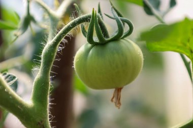 Bu makro görüntü, farklı, sarmal dalları olan bir dalda olgunlaşan büyük yeşil bir domates gösteriyor. Domates sapındaki lifler ve ince tüyler yüksek detaylar nedeniyle göze çarpıyor..