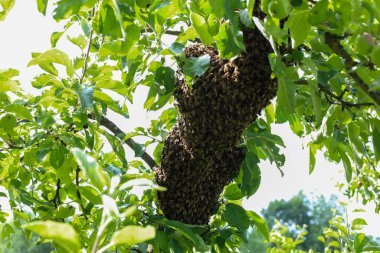 Bir grup arı, yemyeşil yapraklarla çevrili bir meyve ağacının dalından sarkan büyük ve yoğun bir sürü oluşturdu..