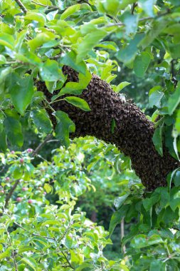 Taze bir arı sürüsü ağaç dalında çok sayıda böcekle kaplanmış büyük bir küme oluşturdu. Arı sürüsünü çevreleyen yeşil yapraklar doğal bir barınak oluşturuyor ve canlı bir kontrast oluşturuyor..