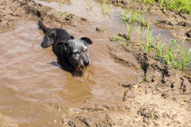 Siyah bir teriyer köpek yavrusu çamurlu bir yolda bırakılmış büyük bir su birikintisinde neşeyle eğleniyor, çamurun tadını çıkarıyor. Bu fotoğraf vahşi doğada neşe ve kaygısız bir eğlence taşıyor..