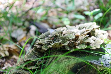 Dalgalı kenarları olan gri-yeşil mantarlar, ince çimen yapraklarıyla çevrili, çürüyen eski bir ağaç kütüğünün üzerinde büyürler. Bu makro fotoğraf dokunun detaylarını yakalar ve doğal döngüyü sembolize eder..