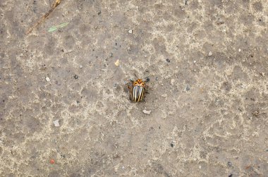 A Colorado beetle with its characteristic black and yellow stripes crawls on a dry dirt surface, creating a contrast between the insect's bright coloring and the neutral background.