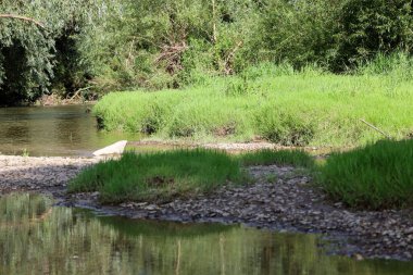 A small river flows slowly past banks overgrown with dense green grass and shrubs. The water reflects the surrounding vegetation, creating a calm and serene summer landscape.