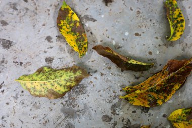 Yellowing leaves with mottled patterns and spots lie on a gray stone or concrete surface, creating a contrast between fading nature and an urban environment. This photo conveys a sense of autumn and transition.
