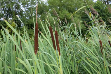 Uzun yeşil saplar arasında kahverengi silindirik infloresans içeren kuyruk kuyrukları görülebilir. Bu doğal manzara, yaz akşamlarını ve suların yakınında hüküm süren sükuneti hatırlatıyor..