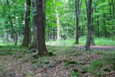 Ağaçların birbirine yakın durduğu ve güneş ışınlarının orman zemininde bir ışık ve gölge oluşturduğu serin bir orman. Huzurlu bir yürüyüş ve doğa ile yalnızlığı davet eden sessiz bir yerdir..
