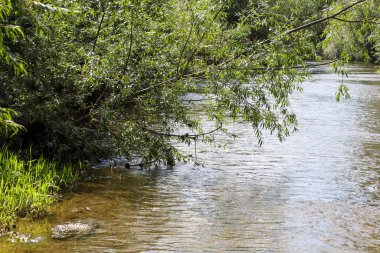 Bu, yemyeşil sularla kaplı bir nehrin yavaşça geçtiği doğal bir manzara. Güneş ışığı neşeyle sudan yansıyarak, hafif bir parıltı yaratır ve sahneye huzur ve sükunet hissi verir..