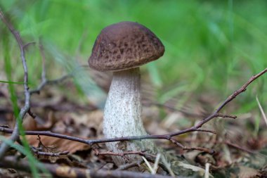 Bir makro fotoğraf, ormanda düşen yapraklar ve küçük dallar arasında büyüyen büyük bir mantarı gösteriyor. Açık renk sapı ve kahverengi başlığı, bulanık yeşil arka planda göze çarpar..
