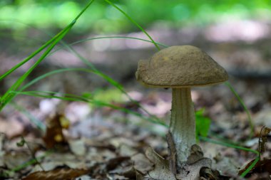 Geniş kahverengi şapkalı yalnız bir mantar ve düşmüş yaprakların arasında bir ışık sapı yetişiyor. Etrafı bulanık yeşil bir zemin ile çevrili. Ön planda birkaç ince çimen parçası var. Bu da derinlik hissi yaratıyor..