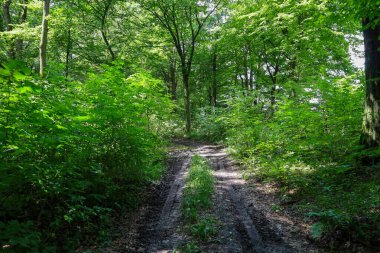 Toprak bir yol, yoğun ve güneşli bir ormanın içinden yol açar. Yaprakların ve yaprakların zengin yeşili, pistin her iki tarafında da bir duvar oluşturarak, vahşi doğaya dalmış gibi bir his yaratıyor..