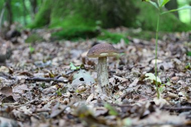 Kahverengi şapkalı ve ışık saplı yalnız bir mantar orman zemininde düşen sonbahar yaprakları arasında yetişir. Detaylı çekim ormanlık arazinin sessizliğini ve sükunetini aktarıyor..