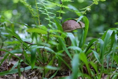 Yoğun ot ve eğreltiotu yapraklarının altından bakan kalın saplı kahverengi bir mantar.. 