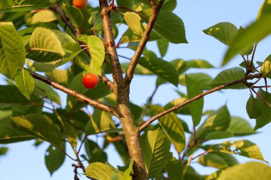 Lezzetli, parlak kırmızı bir kiraz, yeşil yaprakların arasında, açık, mavi bir gökyüzüne asılı duruyor. Yakın çekim ağaç kabuğu dokusunu vurgular ve yaz meyve hasadının tazeliğini vurgular..
