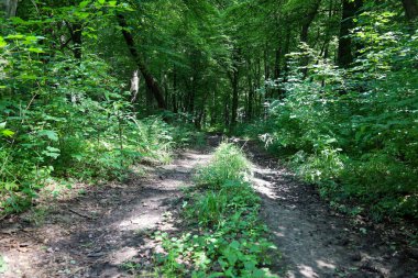 Ön plandaki parlak, canlı yeşil çimenler arka plandaki bulanık, kahverengi su veya toprakla keskin bir tezat oluşturuyor. Bu çapraz bölünme, doğanın tazeliğini vurgulayan güçlü bir doku ve renk karşıtlığı yaratır..