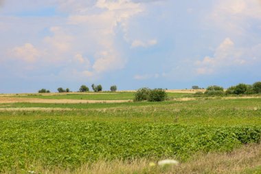 Geniş bir kırsal alan. Ön planda parlak yeşil ekinlerin sarı sakala dönüştüğü çok katmanlı bir alan. Ufuk çizgisi, geniş, mavi gökyüzünün altında kabarık beyaz bulutlu küçük ağaçlarla benekli..