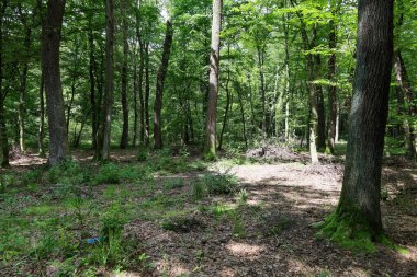 Uzun ağaçlar ve yoğun yeşil gölgelerle kaplı bir orman manzarası yere gölge düşürüyor. Düşen yapraklar ve düşük büyüyen bitki örtüsüyle kaplanıyor..