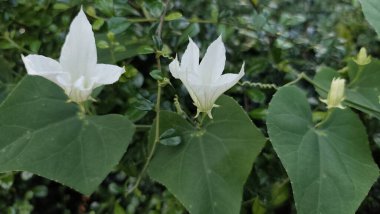 Ormanda beyaz ve yeşil yapraklar