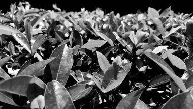 Siyah arkaplanı olan bir yaprak çalısı.